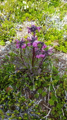 Pedicularis ornithorhynchos