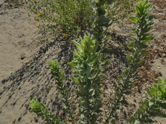 Heterotheca grandiflora