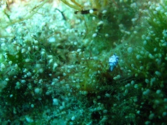 Lamprohaminoea ovalis