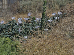 Datura wrightii