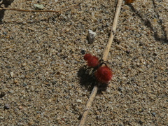 Dasymutilla californica