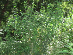 Ripariosida hermaphrodita