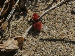 Dasymutilla californica