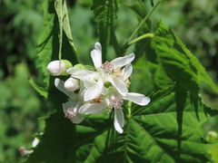 Ripariosida hermaphrodita