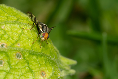 Rhagoletis striatella