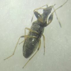 Paraparomius leptopoides