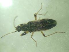 Paraparomius leptopoides