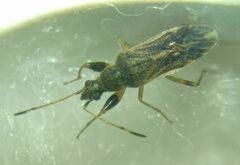 Paraparomius leptopoides