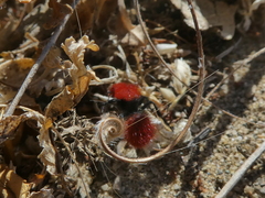 Dasymutilla californica