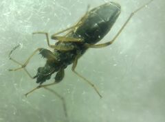 Paraparomius leptopoides