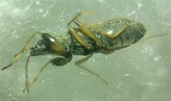 Paraparomius leptopoides