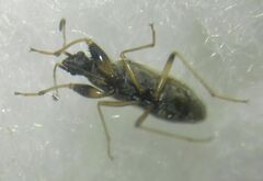 Paraparomius leptopoides