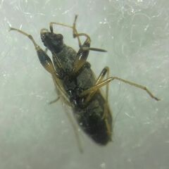 Paraparomius leptopoides