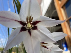 Gladiolus murielae