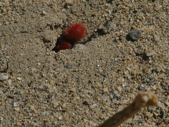 Dasymutilla californica