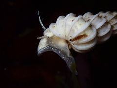 Epitonium indianorum