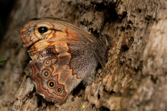 Paramacera xicaque xicaque