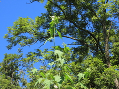 Ripariosida hermaphrodita