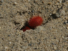 Dasymutilla californica