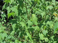 Ripariosida hermaphrodita