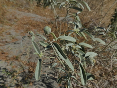 Croton californicus