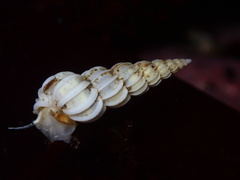 Epitonium indianorum