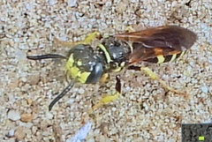 Philanthus lepidus
