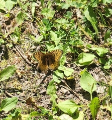 Speyeria cybele pseudocarpenteri