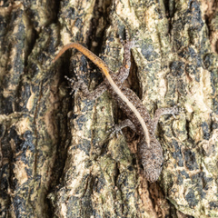 Cnemaspis mysoriensis