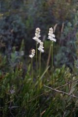 Triantha occidentalis occidentalis