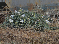 Datura wrightii