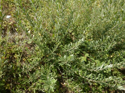 Salix X doniana
