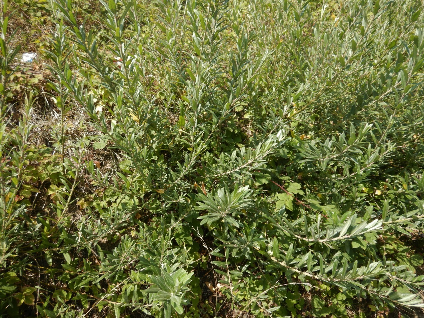 Salix X doniana