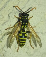 Polistes