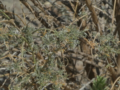Lupinus albifrons