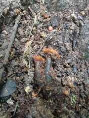 Hypocreodendron sanguineum