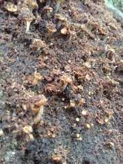 Hypocreodendron sanguineum