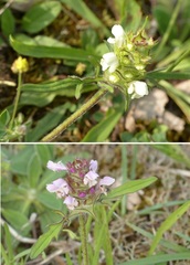 Prunella laciniata