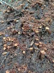 Hypocreodendron sanguineum