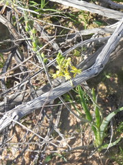 Bulbine praemorsa