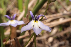 Lobelia nana