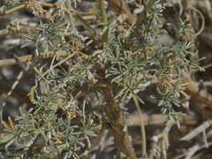 Lupinus albifrons