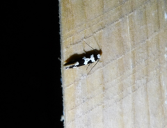 Neurothaumasia ankerella