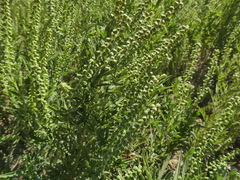 Ambrosia psilostachya