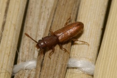 Silvanus bidentatus