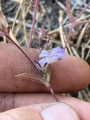 Collinsia tinctoria
