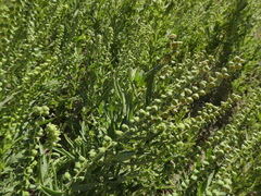 Ambrosia psilostachya