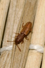 Silvanus bidentatus
