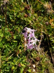 Dianthus superbus