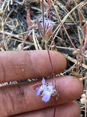 Collinsia tinctoria